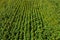 Drone view of agricultural field with sunflowers planted in lines. Agriculture theme