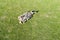 Drone view of bunch of sheep on grazing