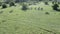 Drone view of a dazzle of zebras running in the wilderness on a sunny day