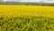 Drone view of a field of yellow rapeseed flowers