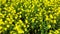 Drone view of a field of yellow rapeseed flowers