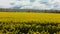 Drone view of a field of yellow rapeseed flowers