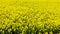 Drone view of a field of yellow rapeseed flowers