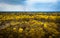 Drone view of Guayacan tree blossoming in Colimes, Ecuador