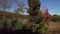 Drone view moving up from behind a tree in Autumn with a blue sky