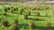 Drone view of rows of green apple trees orchard garden