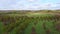 Drone view of rows of green apple trees orchard garden