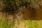 Drone view of small beaver dams on a river during summer days