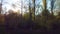 Drone view of the sun behind trees at Sunset or sunrise over the forest. The sun goes down behind a green forest, aerial