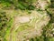 Drone view of Tegalalang rice terrace in Bali, Indonesia, with palm trees and paths for touristr to walk around