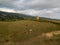 Drone view of typical azores landscape coastal with cows in a rural aerial view. Bird eye view, aerial panoramic point of view. Po