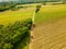 Drone view ultra wide angle down on vineyard in southern Vienna