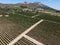 Drone view at vineyards near Paarl in South Africa