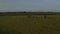 Drone view wild free horses running and trotting in icelandic grassland. Birds eye view of wild horses herd pasturing in