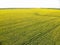 Drone View of Yellow Rape Seed Fields