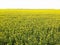 Drone View of Yellow Rape Seed Fields