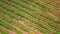Drone, vineyard and farm for landscape, outdoor and agriculture with growth, development or trees. Aerial view, eco