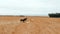 Drone, wild or horses running in freedom, nature or environment countryside landscape in Australia. Aerial view, group