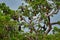 Drone wildlife photography in bat tree colony, Giant Indian Fruit Bat, Pteropus giganteus, on the clear blue sky, flying mouse in