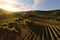 a drones perspective of sunlit olive plantation rows