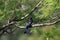 Drongo juvenile