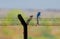 A Drongo perched on a fence in India