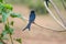 A drongo perched on a pink morning glory plant