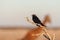 A Drongo stiing on a branch