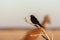 A Drongo stiing on a branch