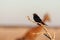 A Drongo stiing on a branch