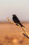 A Drongo stiing on a branch