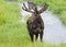 Drooling Bull Moose in Northern Colorado