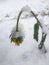 Drooping flower in the snow