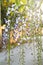 Drooping flowers from the purple wisteria shrub bloom in the spring