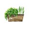 Drooping home plant and straight plant in wooden box