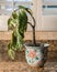 Drooping houseplant in pottery vase