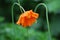 Drooping Orange California Poppy Flowers