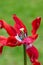 Drooping red tulip flower that has seen better days