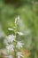 Drooping star-of-Bethlehem, Ornithogalum nutans, flowering