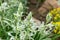 Drooping star of Bethlehem or Ornithogalum Nutans flowers in Saint Gallen in Switzerland