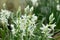 Drooping star of Bethlehem or Ornithogalum Nutans flowers in Saint Gallen in Switzerland