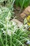 Drooping star of Bethlehem or Ornithogalum Nutans flowers in Saint Gallen in Switzerland