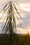 Drooping stiff long leaves Immature of lancewood tree in New Zealand rainforest against sunset sky