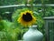 Drooping sunflower in a vase