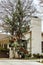 Drooping or weeping spruce tree outside home with large red and snowy Christmas decorations