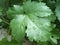 Droops of water on grapes leafs