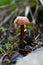 Droopy Brown Mushroom