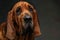 A Droopy Expression: Soulful Bloodhound Portrait