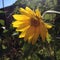 Droopy little sunflower