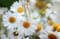 A drop of chamomile cosmetic oil flows from the pipette on a background of white medicinal flowers